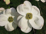 Graines Cornouiller à fleurs, Cornus Florida, Cornouiller à fleurs d'Amérique, Bois de chien