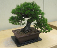 3 Graines Pin noir du Japon, Pinus Thunbergii, Pin Noir, Pinus Thunbergiana, Idéal Bonsaï