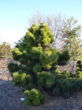 5 Graines Pin noir du Japon, Pinus Thunbergii, Pin Noir, Pinus Thunbergiana, Idéal Bonsaï