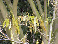 10 Graines Albizia julibrissin, Arbre à Soie, Acacia de Constantinople, Mimosa de Constantinople, L'Albizia