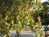 Graines Orme de Chine, Ulmus Parvifolia, Orme Champêtre, idéal Bonsaï