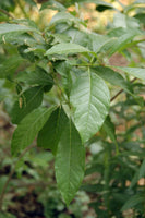 5 Graines Arbre à franges, Arbre de neige, Chionanthus virginicus, Chionanthe de Virginie, Arbre à neige