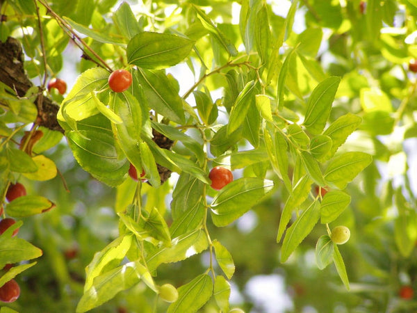 Graines de Jujubier commun, Ziziphus Jujuba