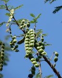 Graines Acacia Arabica, Vachellia nilotica, Gommier Rouge