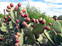 40 Graines de Figuier de Barbarie, Opuntia ficus-indica