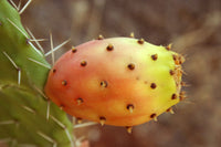 10 Graines de Figuier de Barbarie, Opuntia ficus-indica