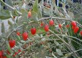 Graines de Baie de Goji, Lycium barbarum, Lyciet commun, Lyciet de Barbarie