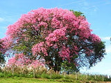 7 Graines Ceiba Speciosa, Arbre Bouteille, Kapokier, Bâton Ivre