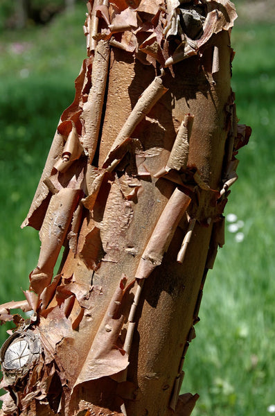 7 Graines Érable à écorce de papier, Acer Griseum, Érable Cannelle, Érable à écorce Cannelle