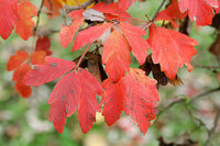 10 Graines Érable à écorce de papier, Acer Griseum, Érable Cannelle, Érable à écorce Cannelle