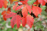 3 Graines Érable à écorce de papier, Acer Griseum, Érable Cannelle, Érable à écorce Cannelle