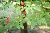 7 Graines Érable à écorce de papier, Acer Griseum, Érable Cannelle, Érable à écorce Cannelle