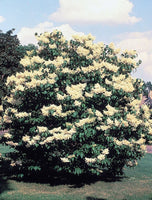 7 Graines Lilas Japonais, Lilas du Japon, Syringa Reticulata