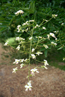 5 Graines Styphnolobium japonicum, Sophora Japonica, Sophora du Japon, Arbres aux Pagodes, Arbre à Miel