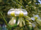 5 Graines Styphnolobium japonicum, Sophora Japonica, Sophora du Japon, Arbres aux Pagodes, Arbre à Miel