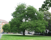 5 Graines Styphnolobium japonicum, Sophora Japonica, Sophora du Japon, Arbres aux Pagodes, Arbre à Miel