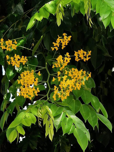 3 Graines Pterocarpus indicus, Amboine, Bois de rose de Birmanie, Sang-dragon