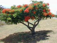 7 Graines Flamboyant Delonix regia, Royal Poinciana