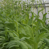 200 Graines de Tabac Blond de Virginie, Tobacco Nicotiana, Tabacum Virgininia