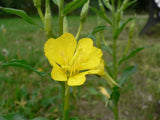 10 Graines Onagre bisannuelle, Oenothera biennis