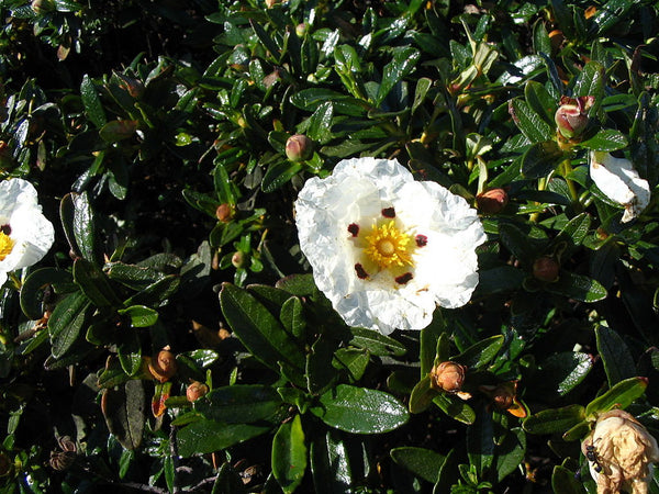 25 Graines Cistus ladanifer, Cistus ladaniferus, Ciste porte-laudanum, Ciste à gomme