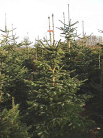 Graines de Sapin de Nordmann, Abies Nordmanniana, Sapin du Caucase