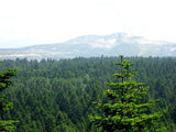 Graines de Sapin de Nordmann, Abies Nordmanniana, Sapin du Caucase