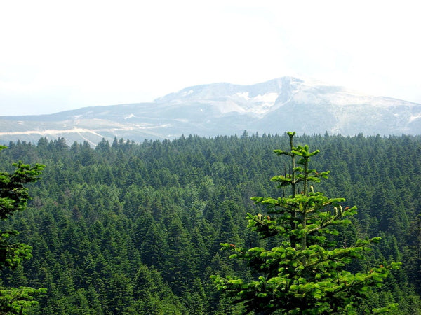 Graines de Sapin de Nordmann, Abies Nordmanniana, Sapin du Caucase