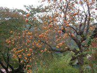 30 Graines de Plaqueminier, Diospyros Kaki, Plaqueminier du Japon, Figuier Caque, Plaqueminier Kaki