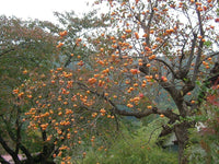 7 Graines de Plaqueminier, Diospyros Kaki, Plaqueminier du Japon, Figuier Caque, Plaqueminier Kaki