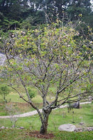 Graines de Prunus cerasoides, Cerisier Sauvage de l'Himalaya, Griotte