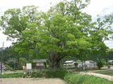 3 Graines de Zelkova serrata, Zelkova du Japon