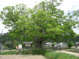 10 Graines de Zelkova serrata, Zelkova du Japon