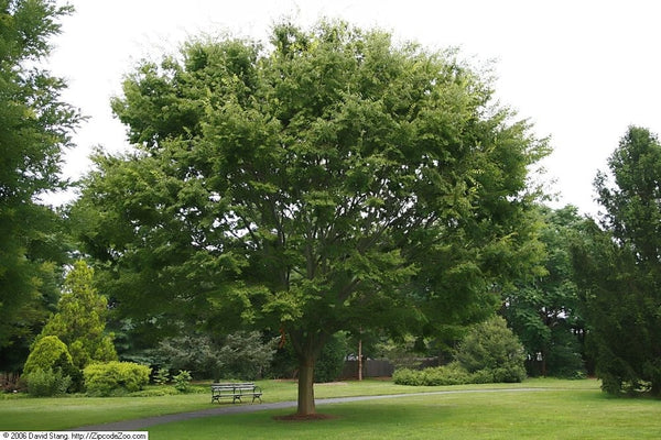 3 Graines de Zelkova serrata, Zelkova du Japon