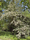 3 Graines d'Aubépine monogyne, Crataegus monogyna, Aubépine à un style, Porte-Greffe