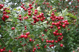 10 Graines d'Aubépine monogyne, Crataegus monogyna, Aubépine à un style, Porte-Greffe