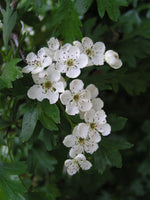 10 Graines d'Aubépine monogyne, Crataegus monogyna, Aubépine à un style, Porte-Greffe