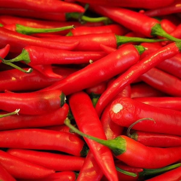 25 Graines de piment de Cayenne, Capsicum Annuum, Piment enragé