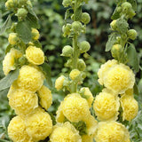 10 Graines de Rose Trémière Double Fleurs Jaune, Alcea rosea