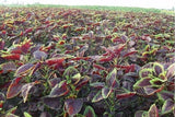 25 Graines d'Amaranthe de Chine Brède, Amaranthus tricolor, Amarante tricolore, Amarante fournaise