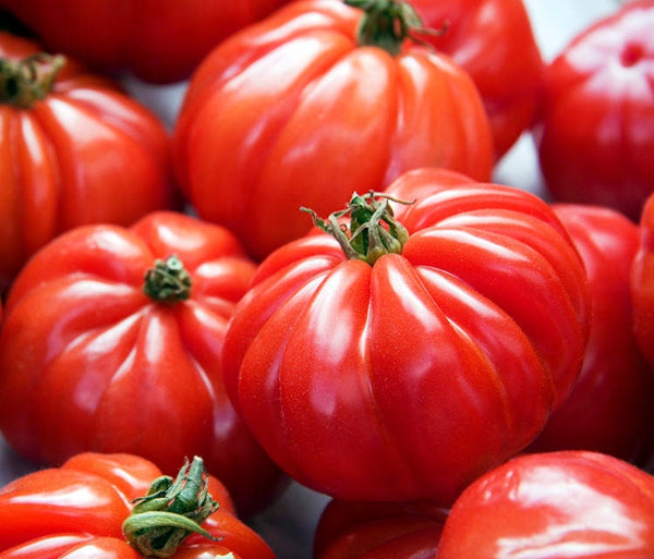 100 Graines de Tomate Marmande, Solanum lycopersicum