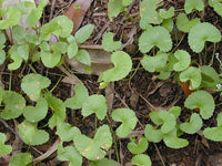 3 Graines Centella asiatica, Gotu Kola, Antanan, Pegaga, Brahmi, Plante médicinale