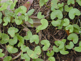 40 Graines Centella asiatica, Gotu Kola, Antanan, Pegaga, Brahmi, Plante médicinale