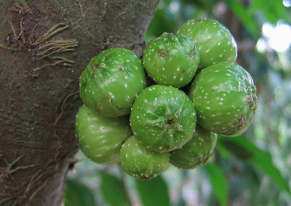 10 Graines Ficus hispide, Ficus hispida, Figuier à feuilles opposées