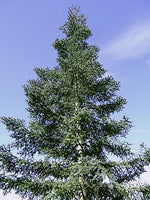 3 Graines de Sapin noble, Abies Procera, Sapin de l’Oregon