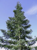 7 Graines de Sapin noble, Abies Procera, Sapin de l’Oregon