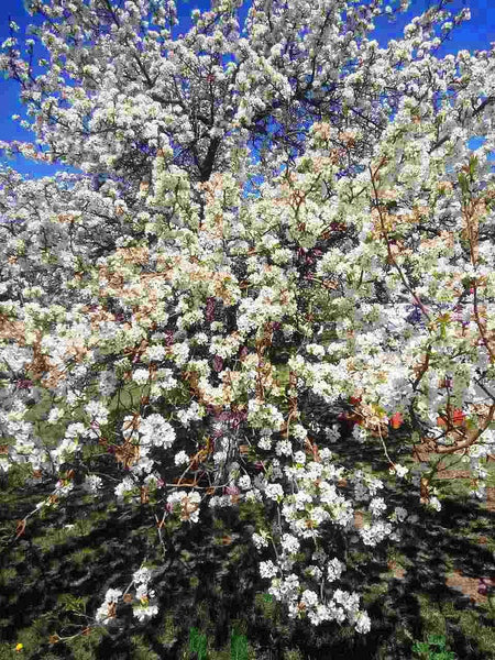 Graines Prunus padus, Cerisier à grappes, Merisier à grappes, Amaruvier, Bois-puant, Putier, Putiet, Putet, Pétafouère