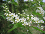 Graines Prunus padus, Cerisier à grappes, Merisier à grappes, Amaruvier, Bois-puant, Putier, Putiet, Putet, Pétafouère