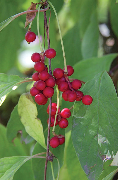 3 Graines Schisandra chinensis, Graine aux cinq saveurs