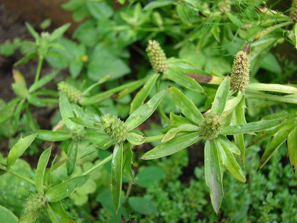 25 Graines Eryngium foetidum, Coriandre longue, Coriandre chinoise, Panicaut fétide